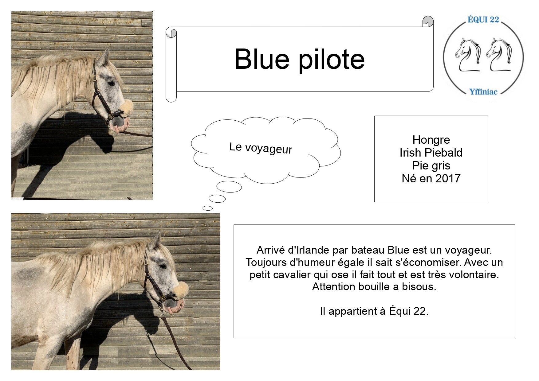 blue-pilote